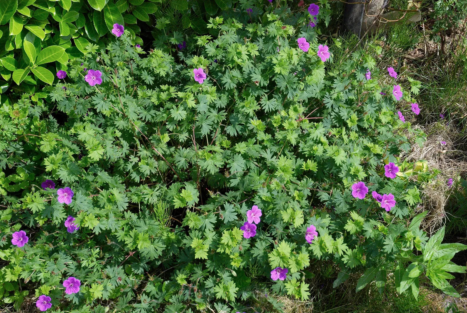 Cranesbill (Geranium 'Bertie Crug') — The Geranium 'Bertie Crug' is a perennial Cranesbill that thrives in zones 5-9