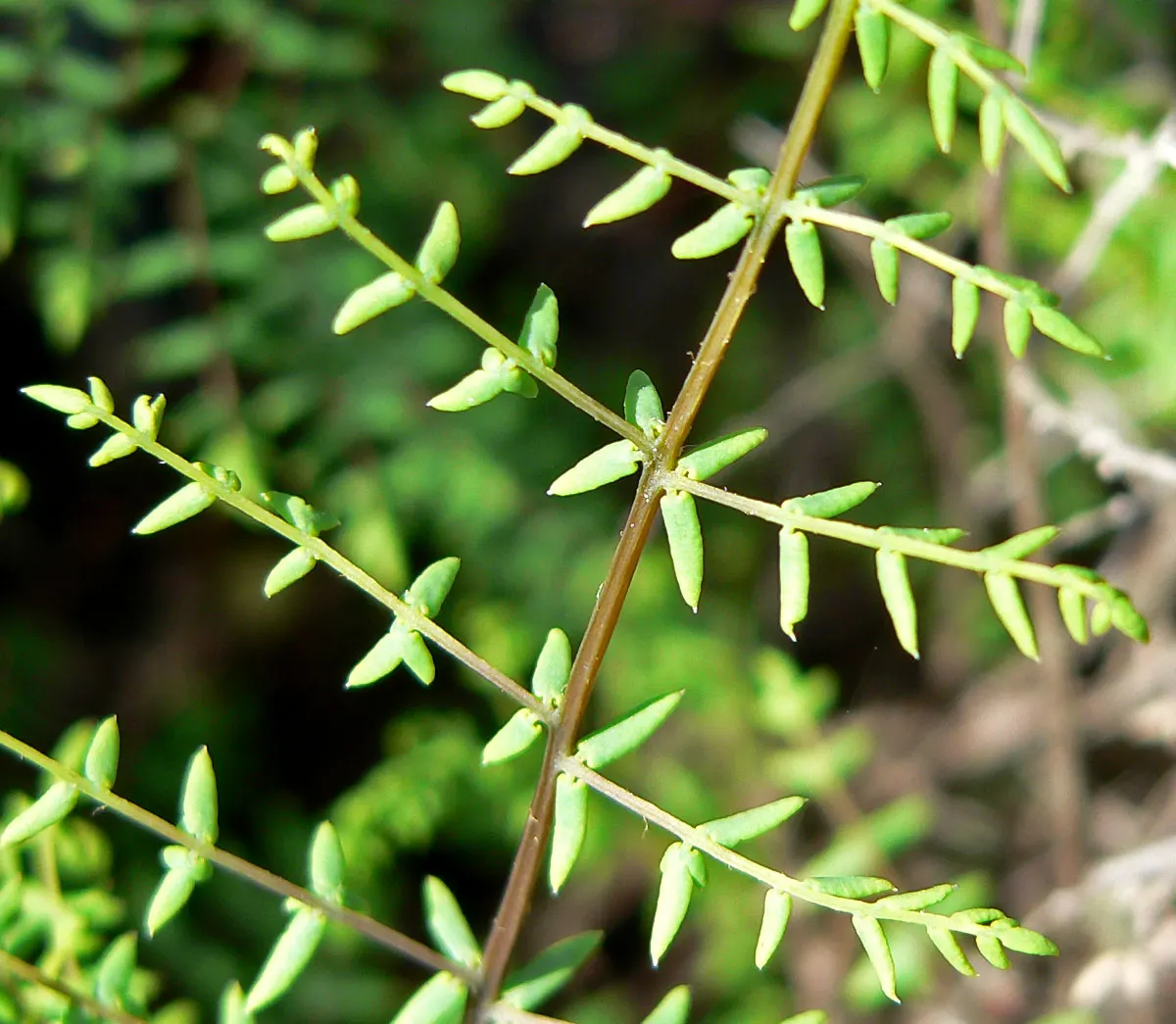 Bird's Foot Fern (Pellaea Mucronata) — Native to the western United States