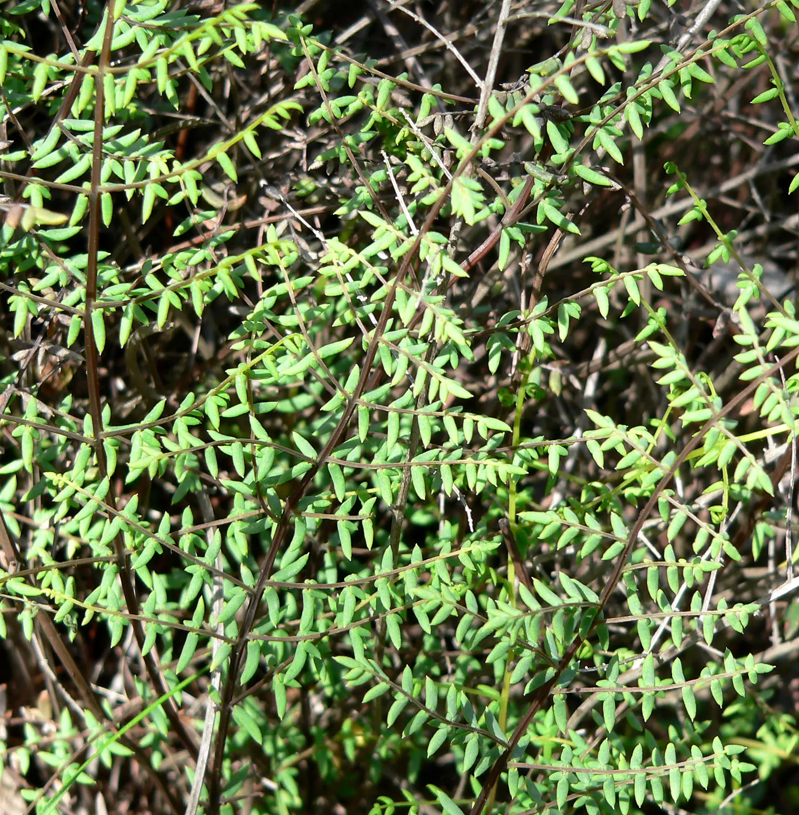 Bird's Foot Fern (Pellaea Mucronata) — The Bird's Foot Fern (Pellaea mucronata) is a hardy