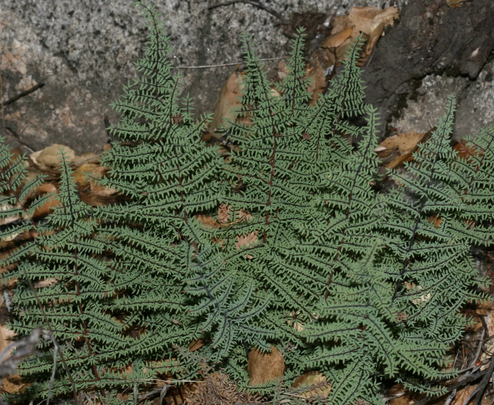Bird's Foot Fern (Pellaea Mucronata) — scientifically named Pellaea mucronata
