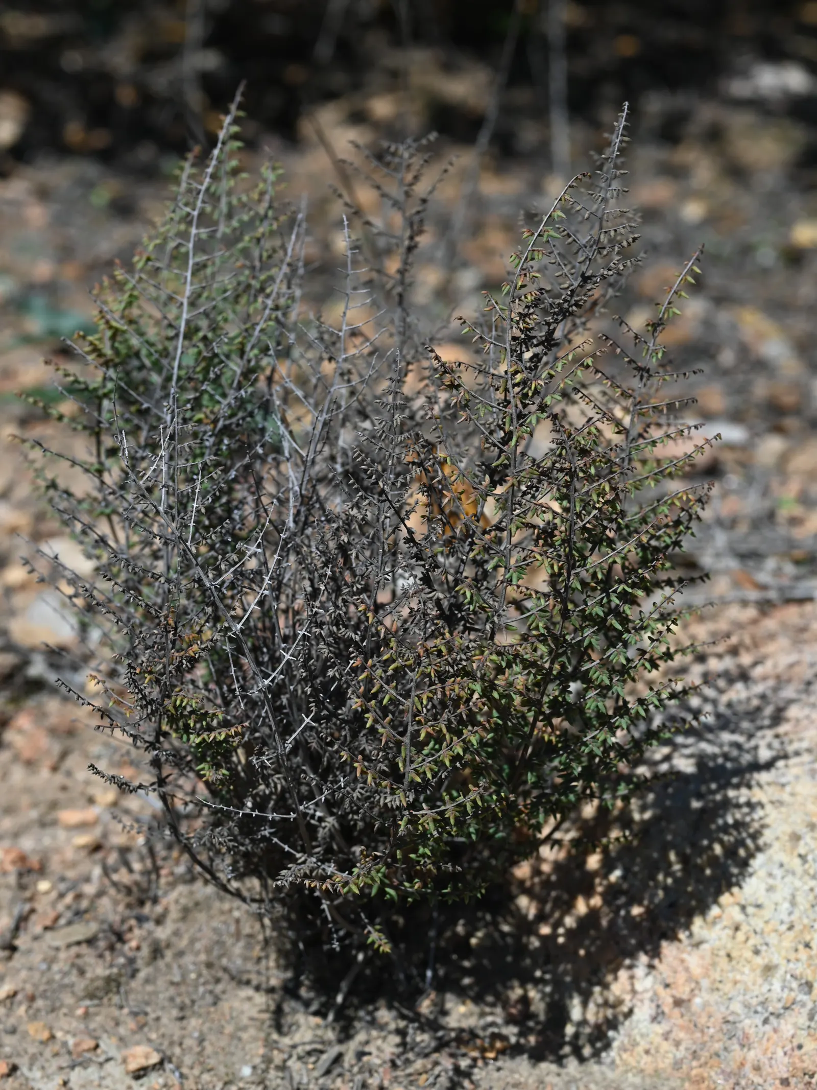 Bird's Foot Fern (Pellaea Mucronata) — making it an ideal choice for understory plantings and shaded rock gardens