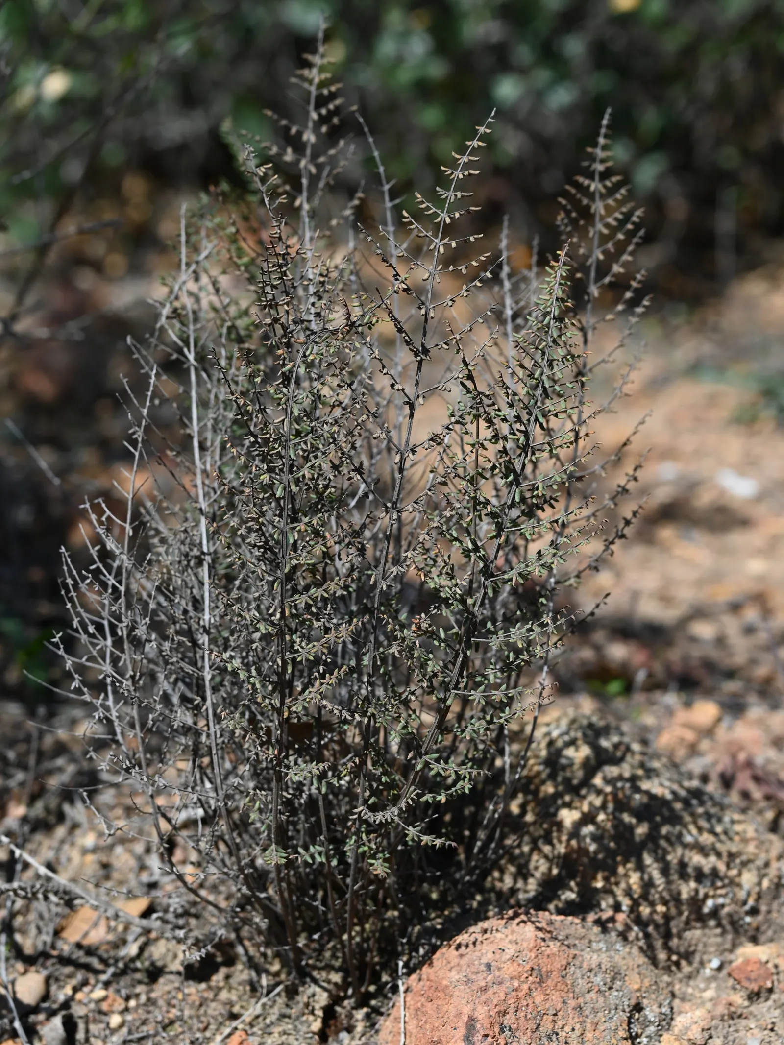 Bird's Foot Fern (Pellaea Mucronata) — blue-green fronds that resemble a bird's foot