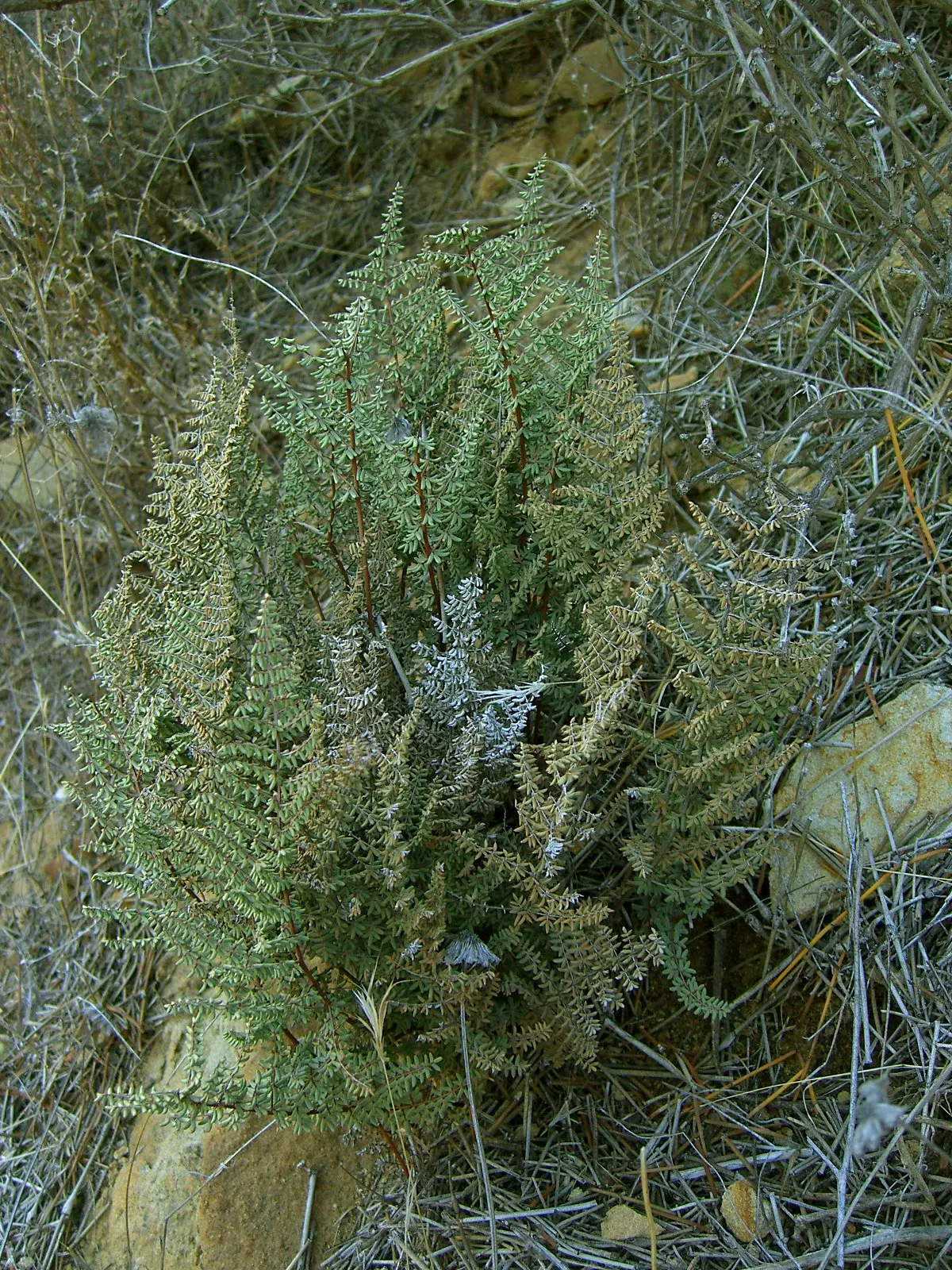 Bird's Foot Fern (Pellaea Mucronata) — making it a versatile addition to your landscape design