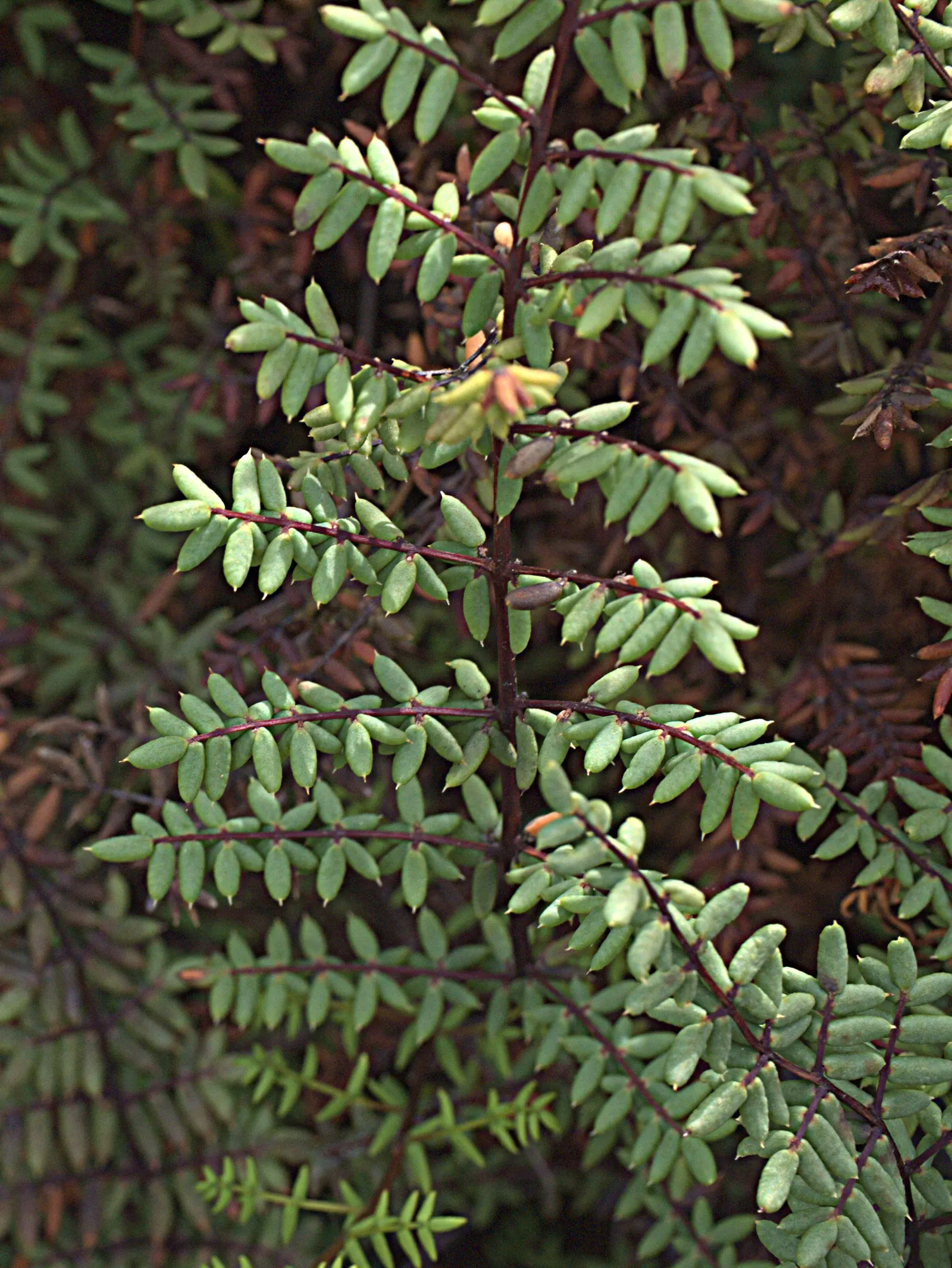 Bird's Foot Fern (Pellaea Mucronata) — this perennial fern is characterized by its distinctive blue-green