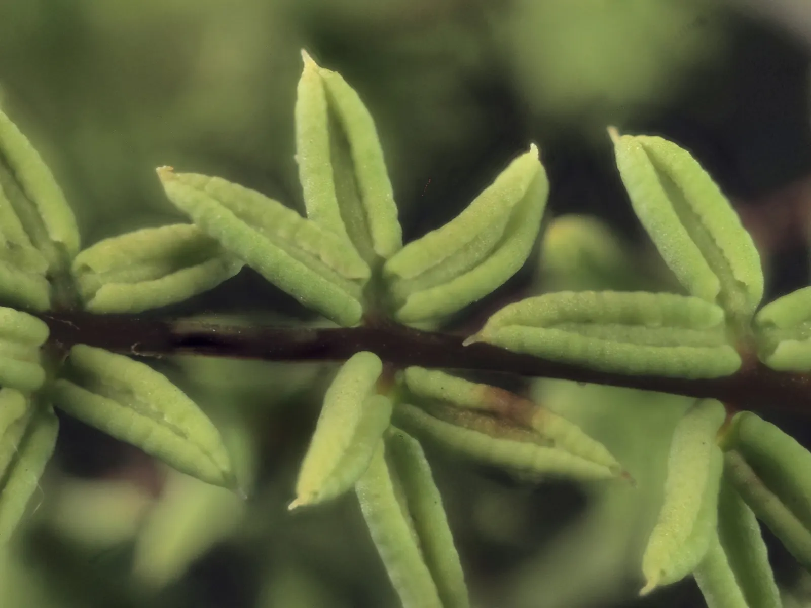 Bird's Foot Fern (Pellaea Mucronata) — These fronds typically grow to about 1 to 2 feet in length and spread across a similar span