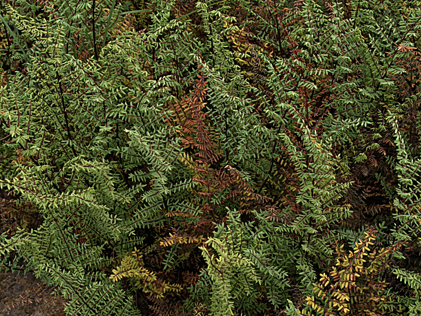 Bird's Foot Fern (Pellaea Mucronata) — thriving in partial to full shade