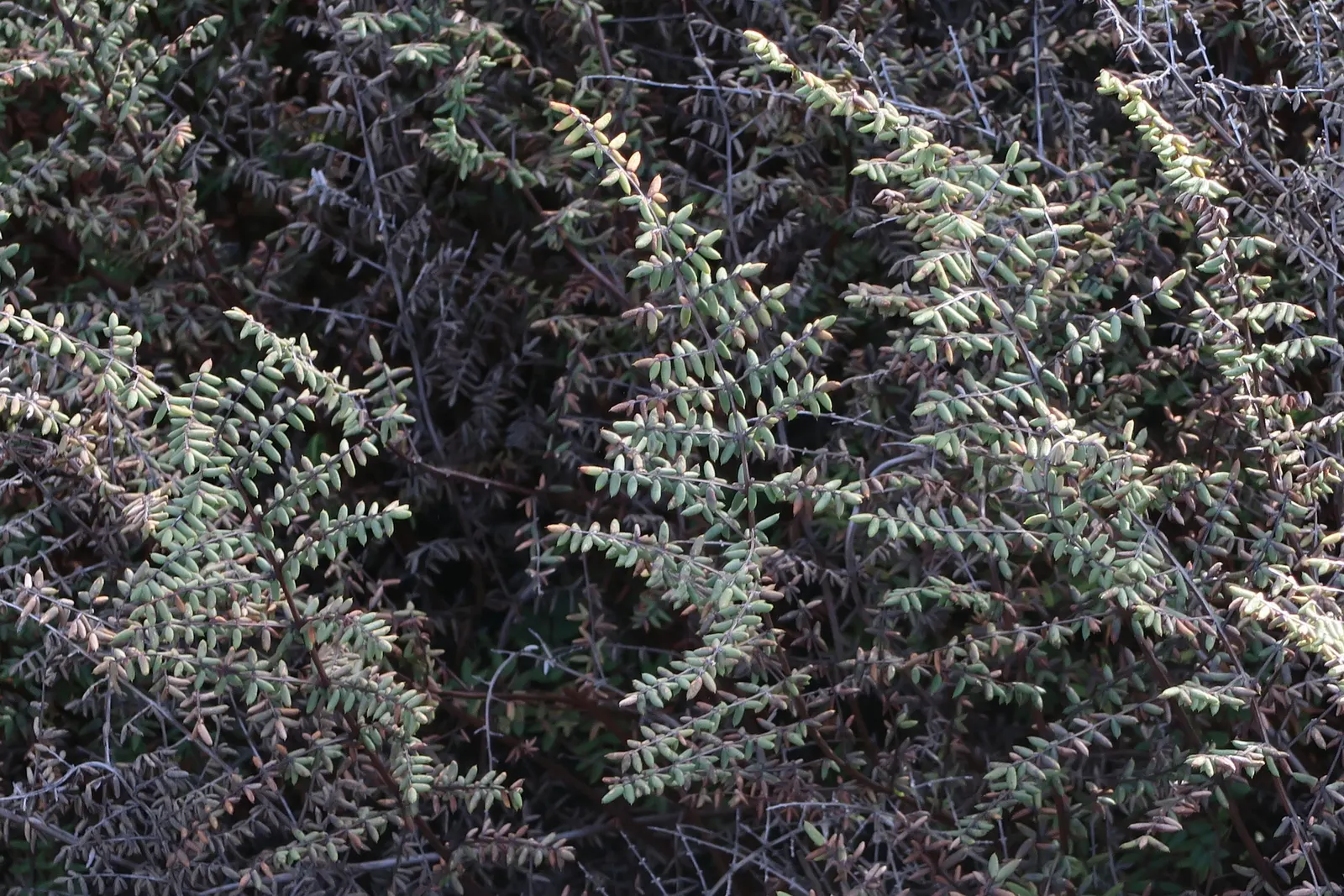 Bird's Foot Fern (Pellaea Mucronata) — which form a delicate rosette pattern