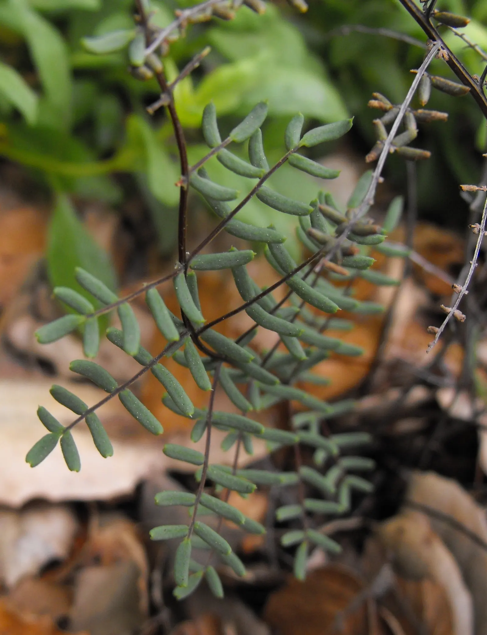 Bird's Foot Fern (Pellaea Mucronata) — It is an excellent candidate for underplanting beneath taller shrubs or trees