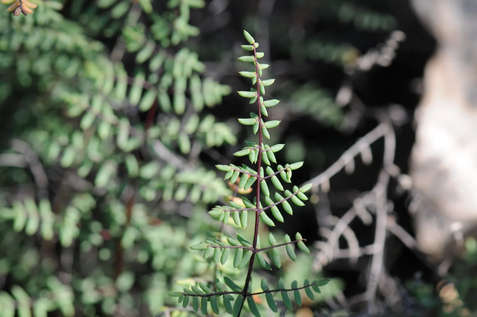 Bird's Foot Fern (Pellaea Mucronata) — Its mature size reaches 1-2 feet in height and 1-2 feet in width