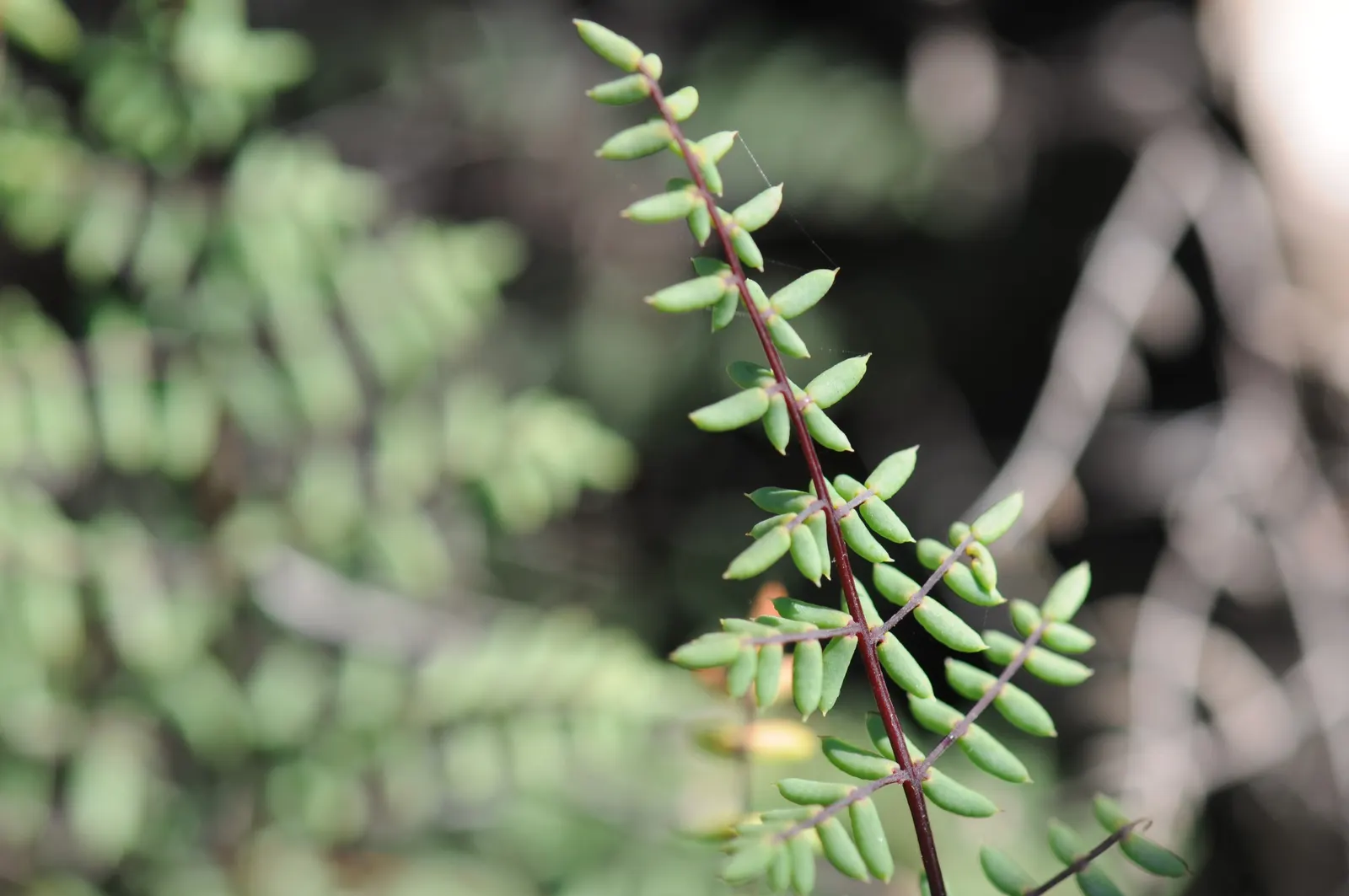 Bird's Foot Fern (Pellaea Mucronata) — Drought-tolerant once established, it adds unique texture to landscapes