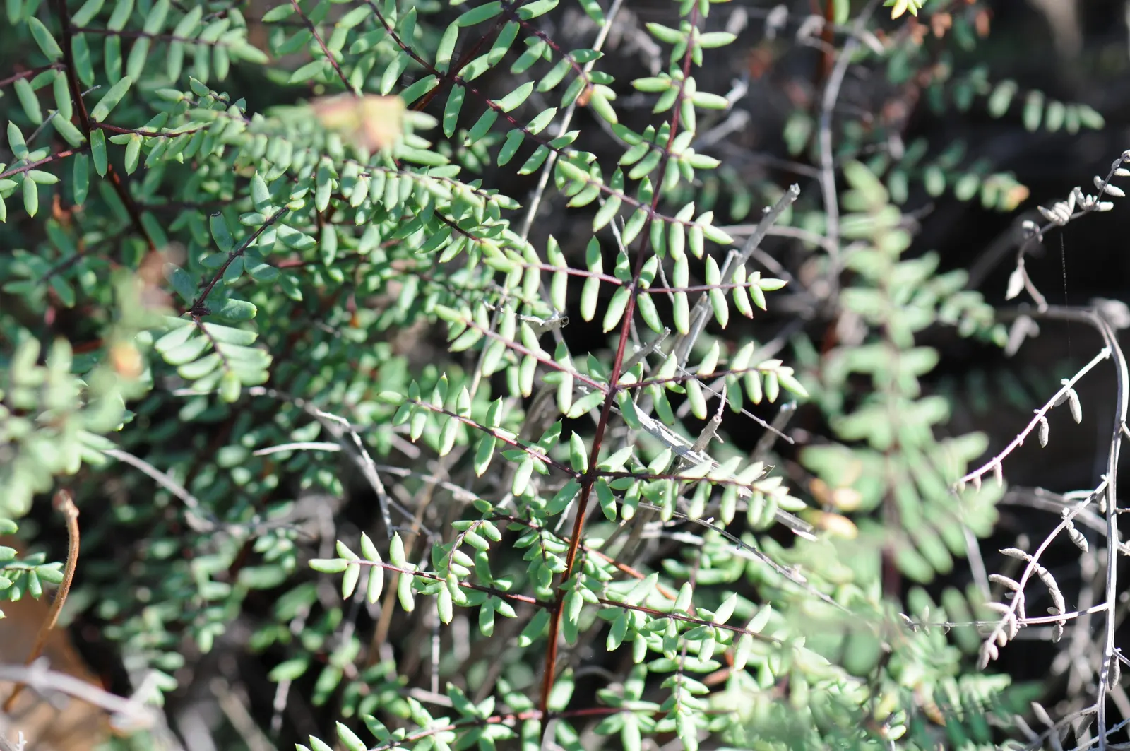 Bird's Foot Fern (Pellaea Mucronata) — is a captivating choice for both its aesthetic appeal and durability