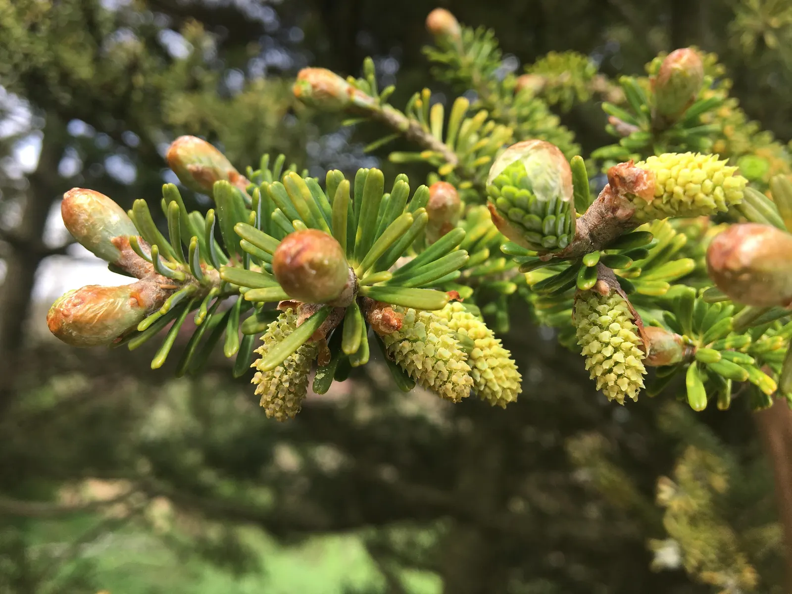 Korean Fir (Abies Koreana) — reaching up to 30 feet in height
