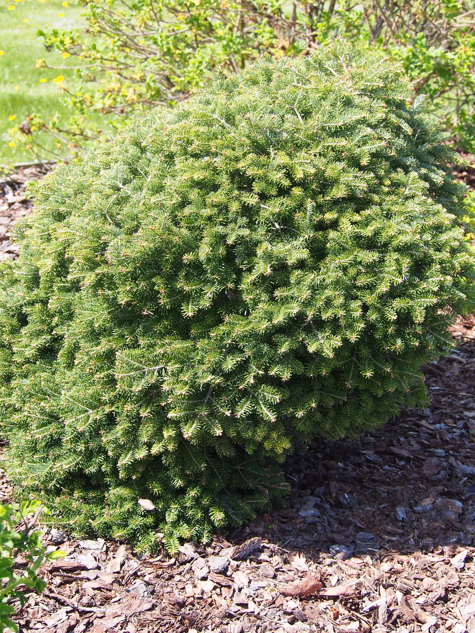 Korean Fir (Abies Koreana) — alongside vivid purple cones during the spring; commonly known as the Korean Fir