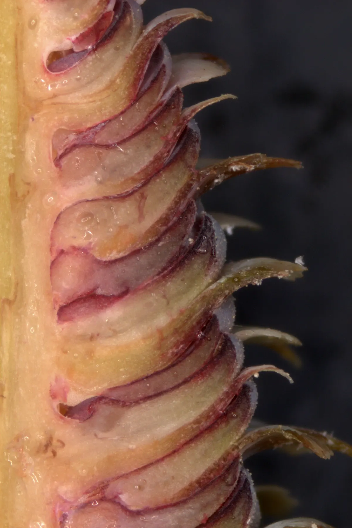 Korean Fir (Abies Koreana) — the Korean Fir produces attractive purple cones that mature to a distinguished blue-grey