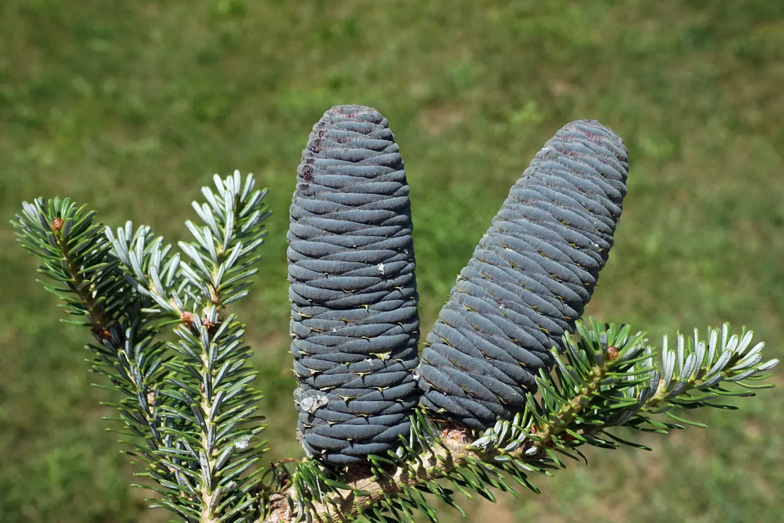 Korean Fir (Abies Koreana) — An exquisite choice for adding winter interest and texture to landscapes; its striking needles display a dark green, image 42