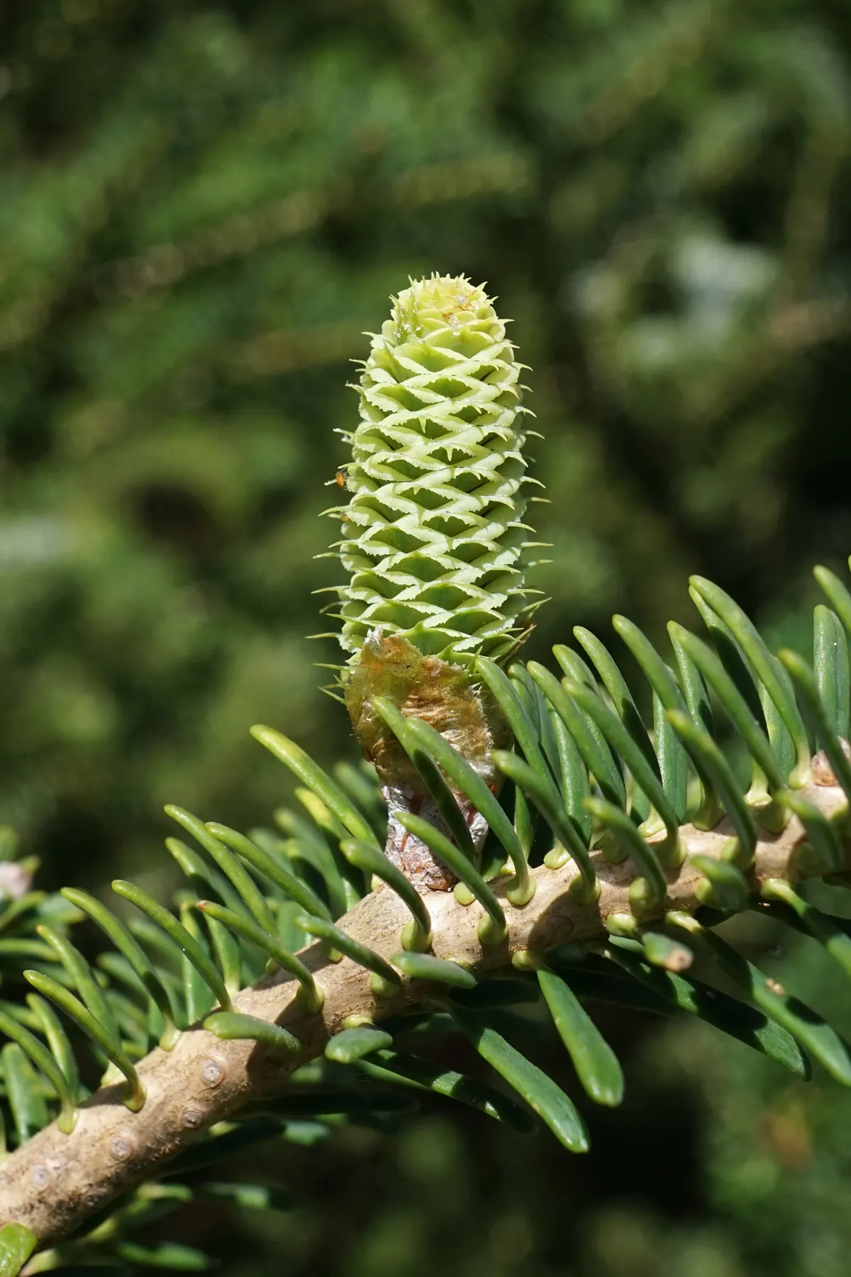 Korean Fir (Abies Koreana) — the Korean Fir thrives in full sun to partial shade