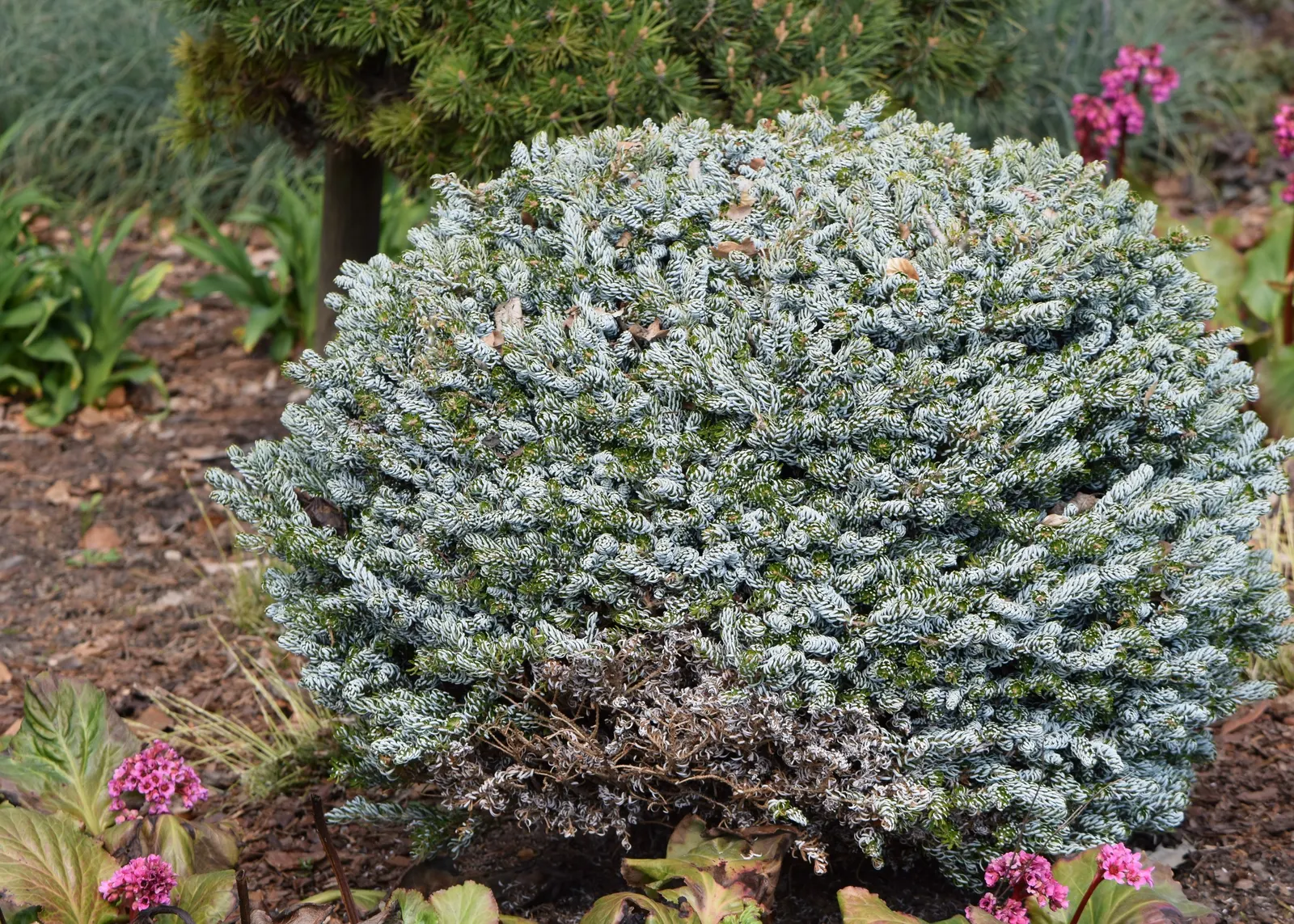 Korean Fir (Abies Koreana) — Its striking needles display a dark green top with silvery undersides