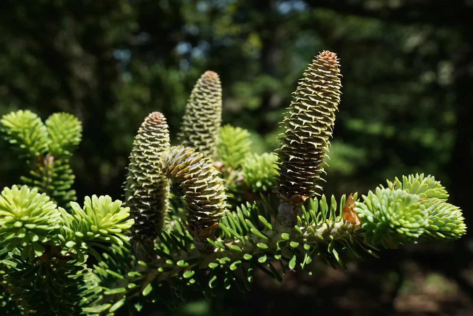 Korean Fir (Abies Koreana) — is a striking ornamental conifer that brings a stately presence to any landscape design