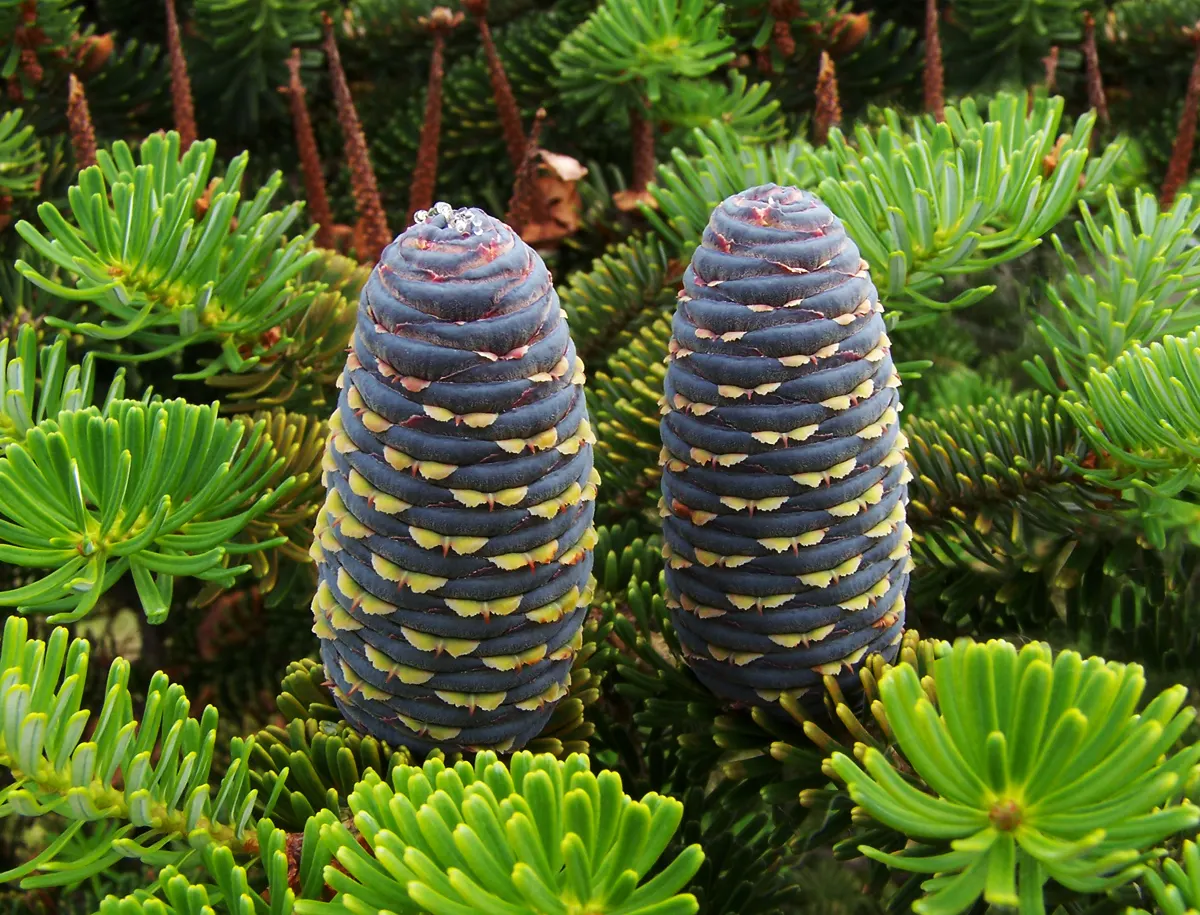 Korean Fir (Abies Koreana) — Ideal in USDA zones 5-7, it requires well-drained soil and full to partial sun; slightly acidic soil; it is essential to ensure