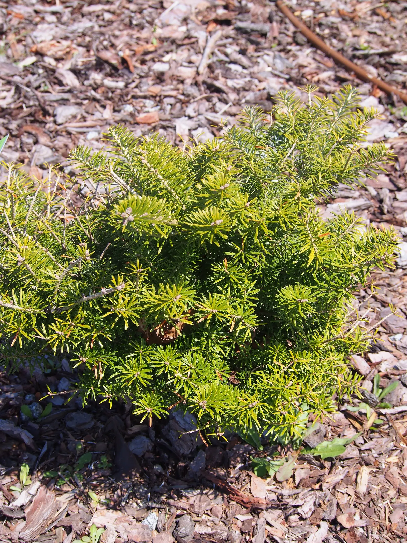Korean Fir (Abies Koreana) — commonly known as the Korean Fir; providing a delightful contrast against the dark foliage