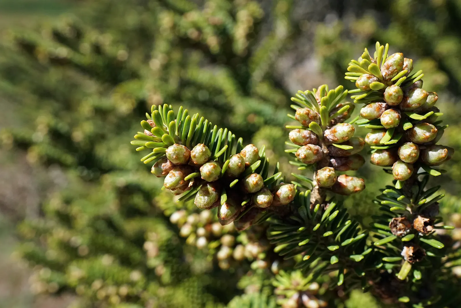 Korean Fir (Abies Koreana) — the Korean Fir thrives in full sun to partial shade; given its slow growth rate, image 49