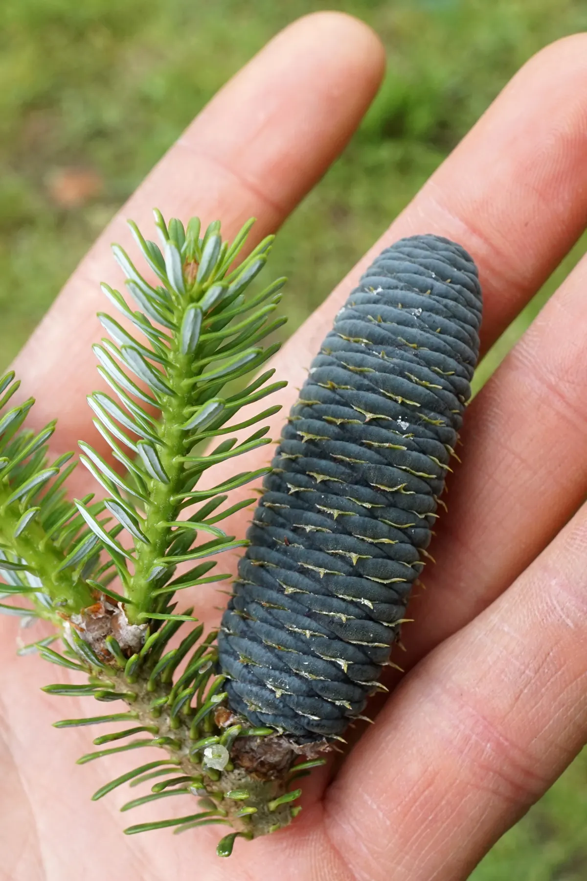 Korean Fir (Abies Koreana) — reaching up to 30 feet in height; these cones are especially eye-catching as they appear upright on the branches, image 38