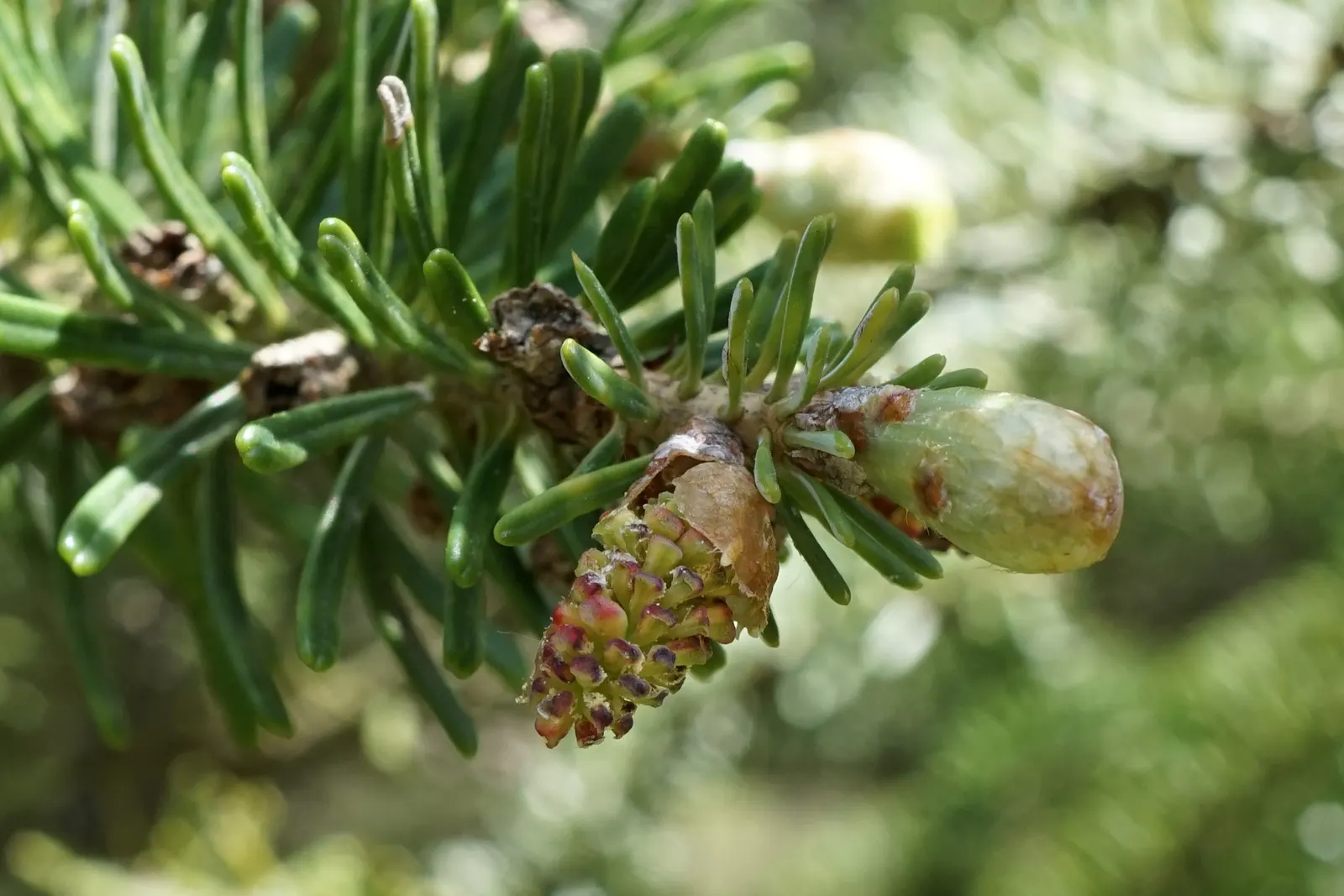 Korean Fir (Abies Koreana) — reaching up to 30 feet in height; these cones are especially eye-catching as they appear upright on the branches, image 56