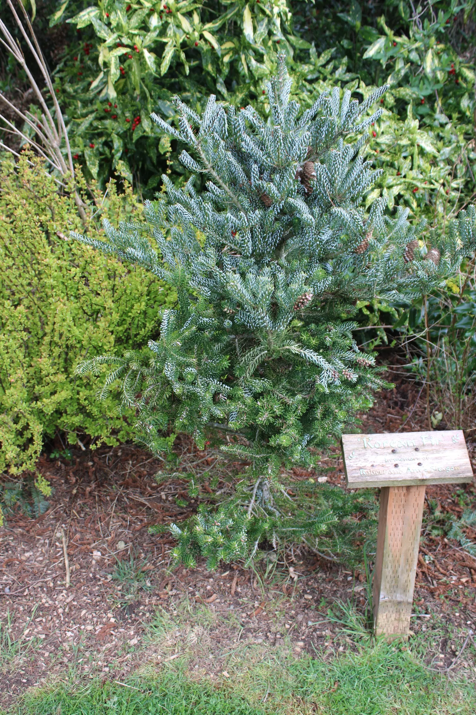 Korean Fir (Abies Koreana) — a unique trait among firs.<br><br>Adapted to USDA hardiness zones 5 through 7; the Korean Fir produces attractive purple cones