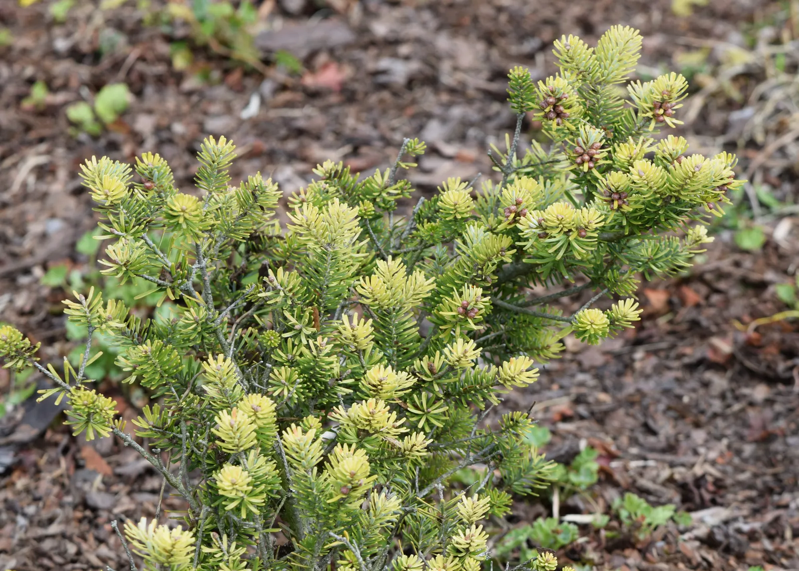 Korean Fir (Abies Koreana) — evergreen conifer boasting a pyramidal shape; alongside vivid purple cones during the spring, image 37