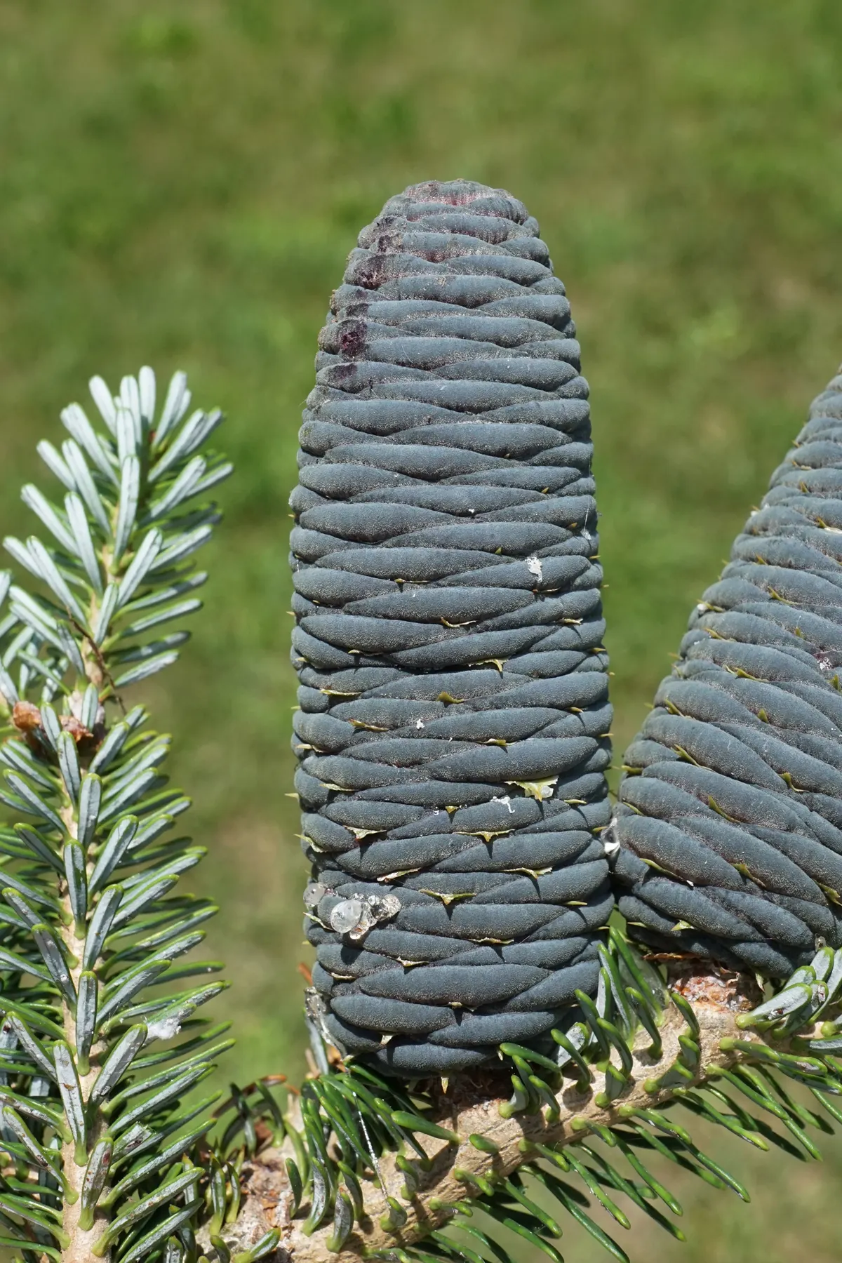Korean Fir (Abies Koreana) — An exquisite choice for adding winter interest and texture to landscapes; its striking needles display a dark green top with