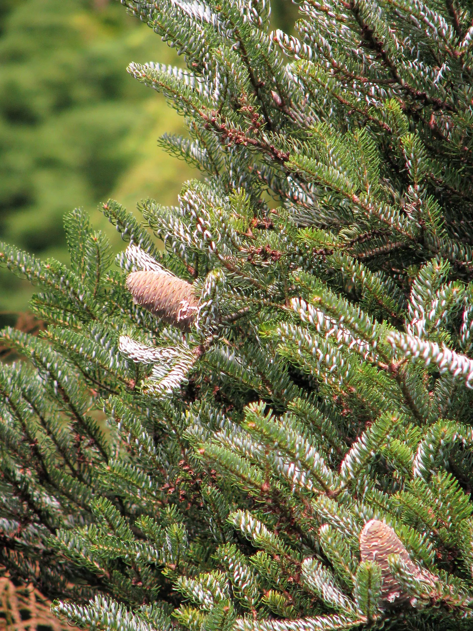 Korean Fir (Abies Koreana) — the Korean Fir produces attractive purple cones that mature to a distinguished blue-grey; an exquisite choice for, image 81