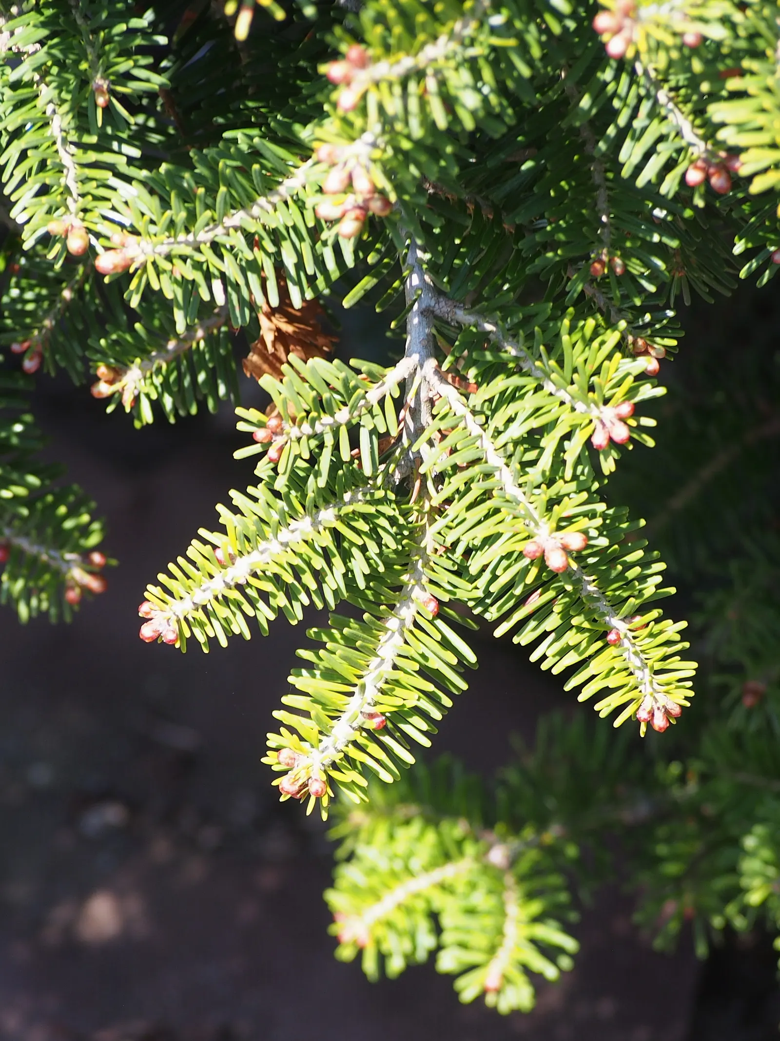 Korean Fir (Abies Koreana) — Given its slow growth rate; evergreen conifer boasting a pyramidal shape