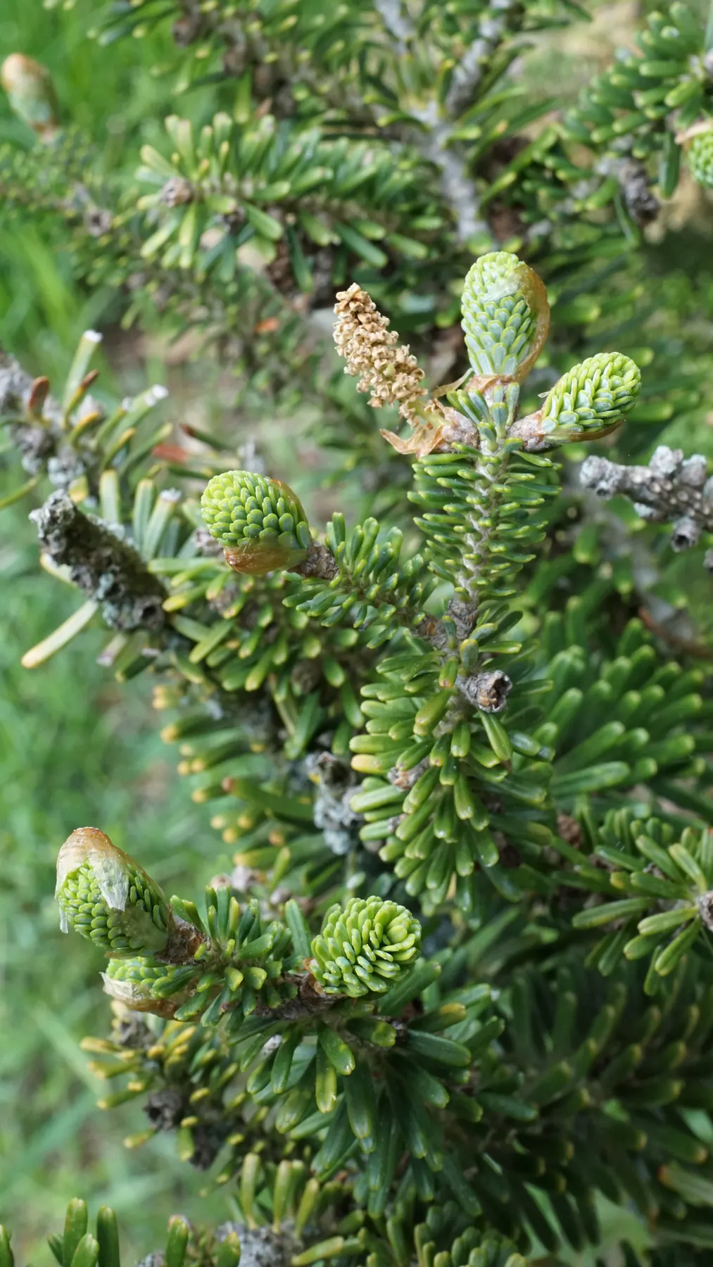 Korean Fir (Abies Koreana) — evergreen conifer boasting a pyramidal shape; alongside vivid purple cones during the spring, image 55