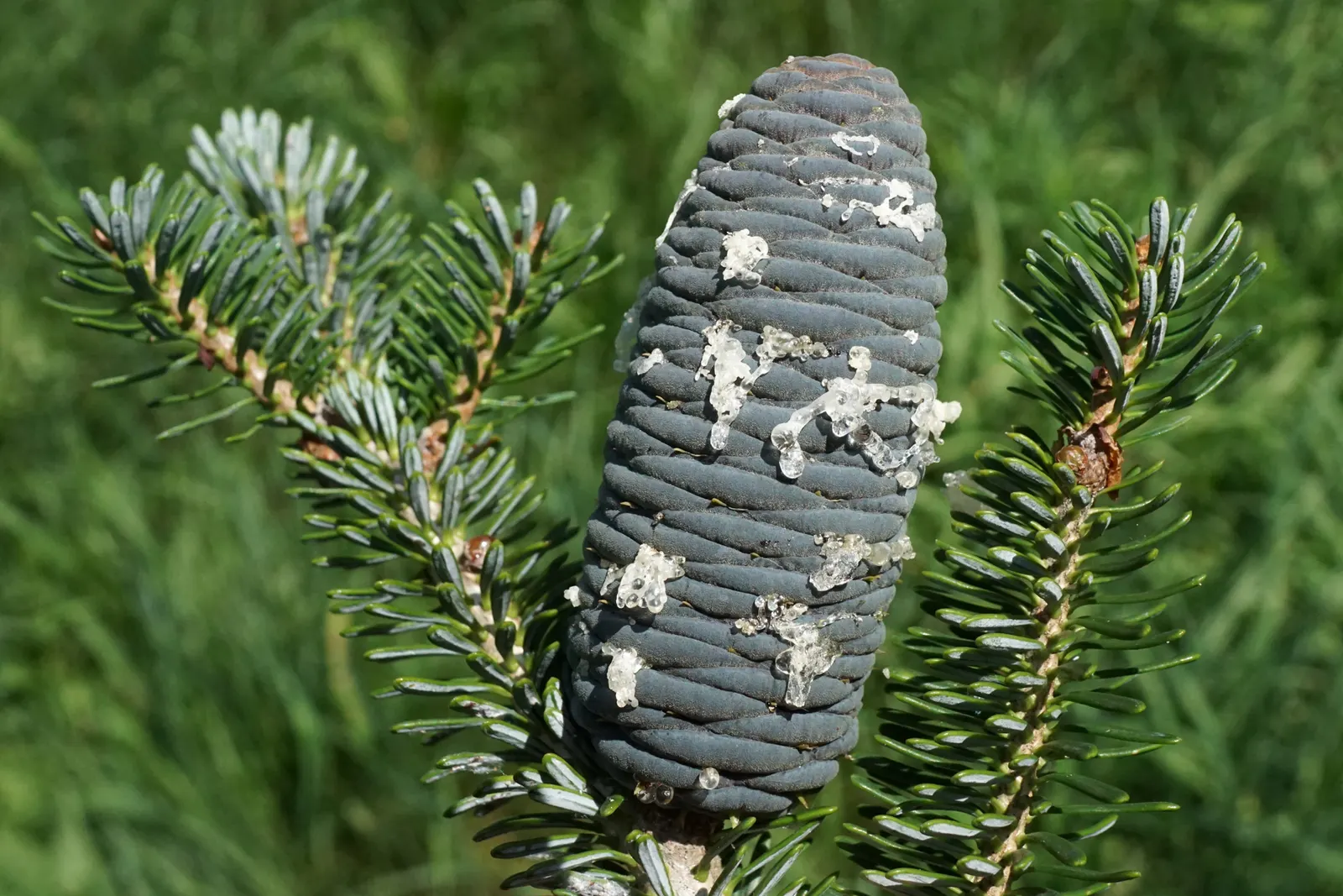 Korean Fir (Abies Koreana) — These cones are especially eye-catching as they appear upright on the branches; reaching up to 30 feet in height, image 65