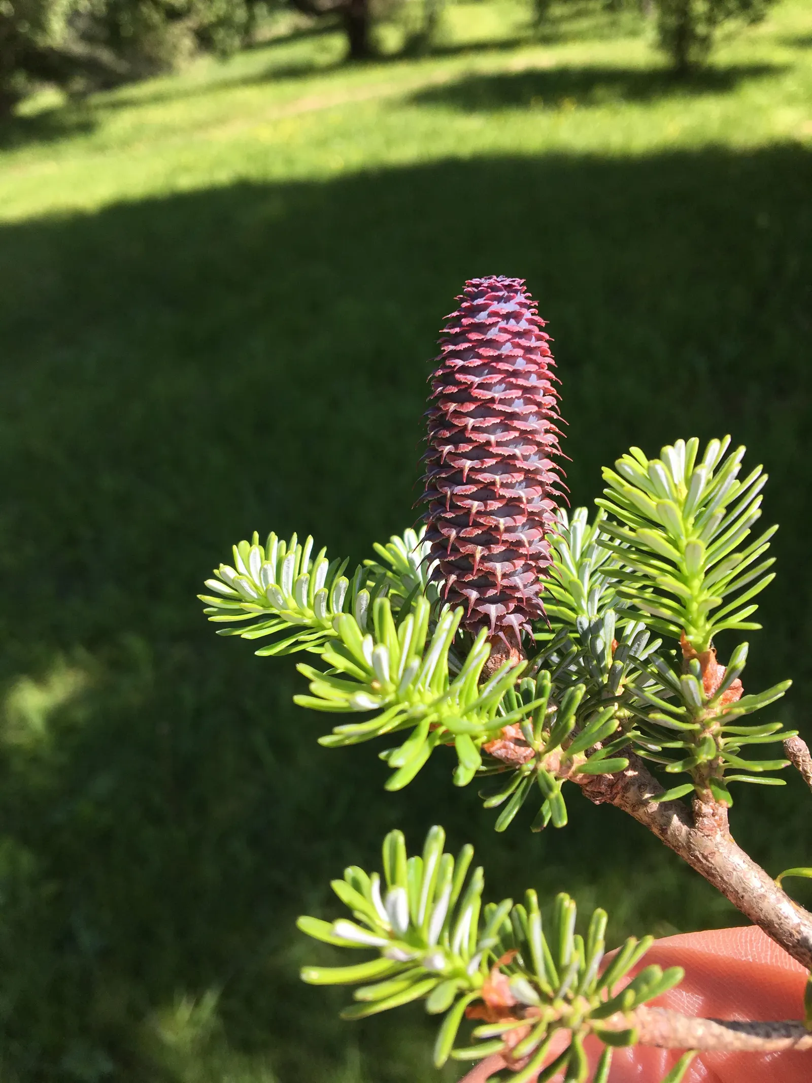 Korean Fir (Abies Koreana) — the Korean Fir produces attractive purple cones that mature to a distinguished blue-grey; an exquisite choice for, image 63
