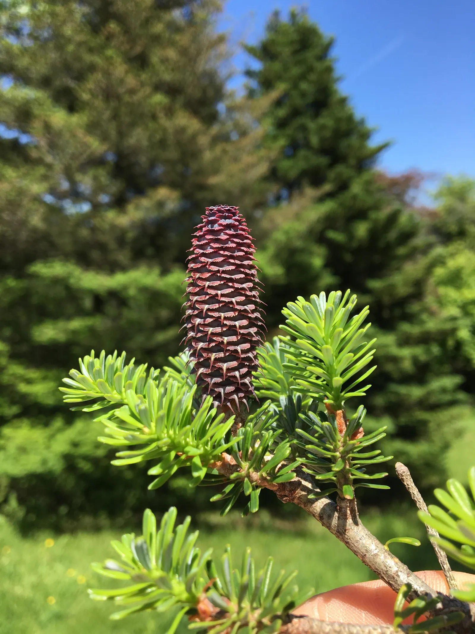 Korean Fir (Abies Koreana) — it requires minimal pruning; is a striking ornamental conifer that brings a stately presence to any landscape design, image 71