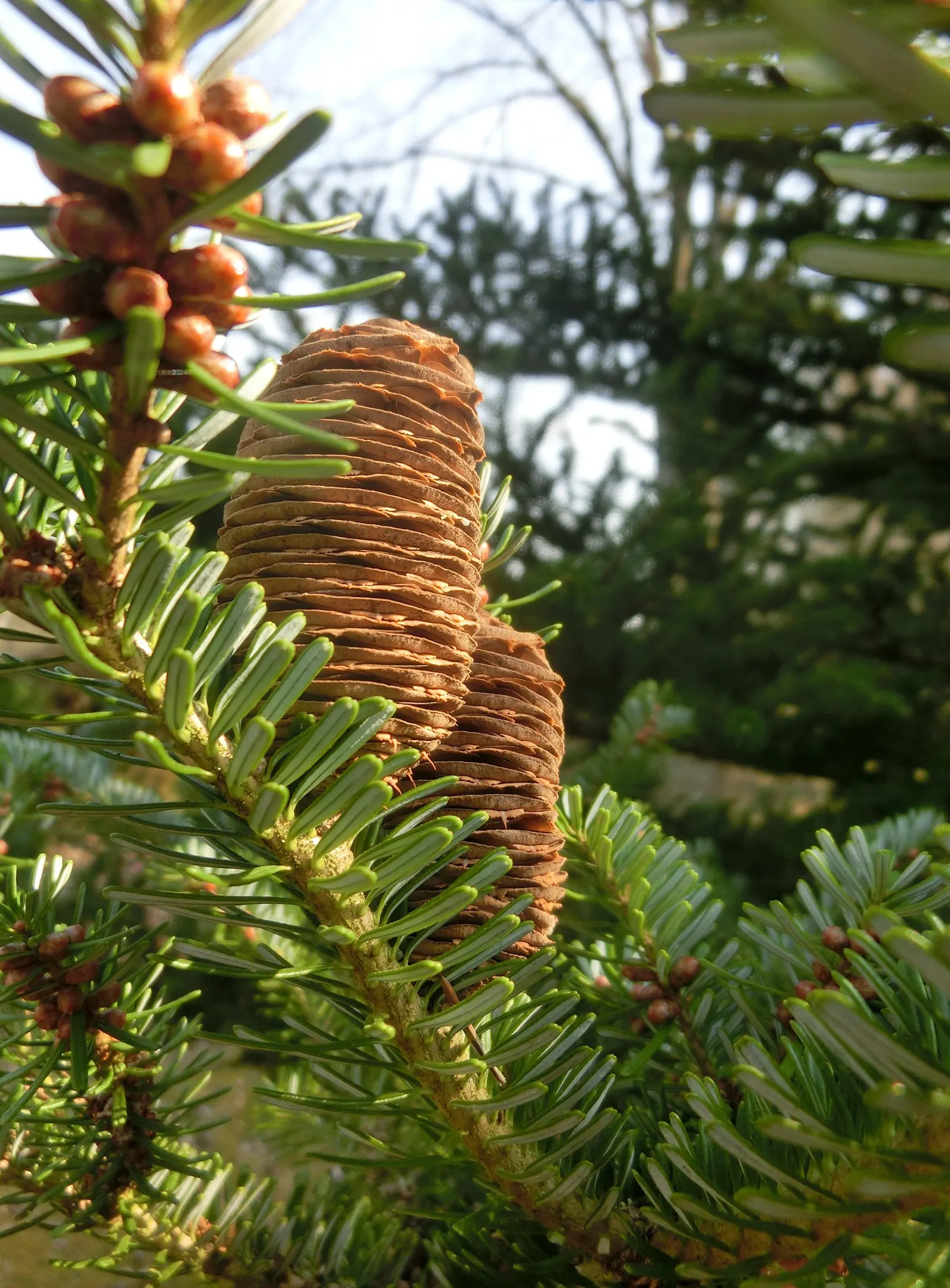 Korean Fir (Abies Koreana) — These cones are especially eye-catching as they appear upright on the branches; reaching up to 30 feet in height, image 47