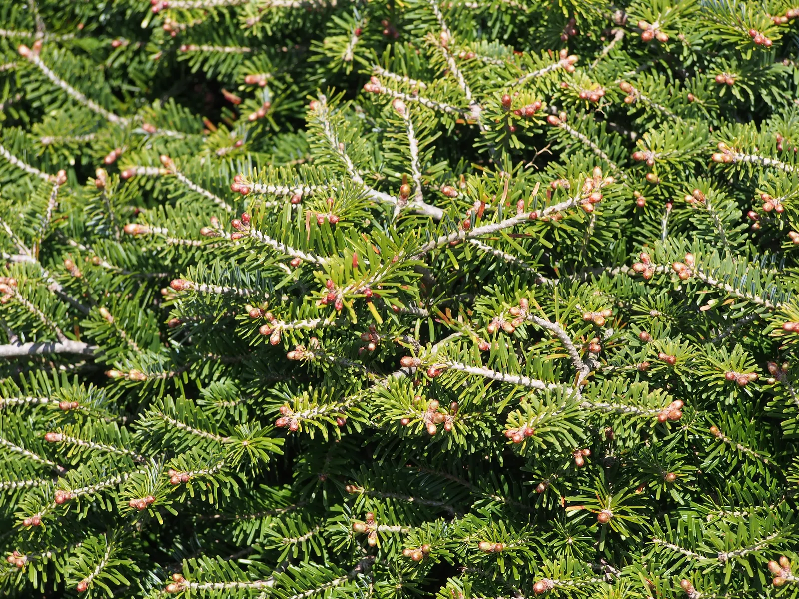 Korean Fir (Abies Koreana) — Given its slow growth rate