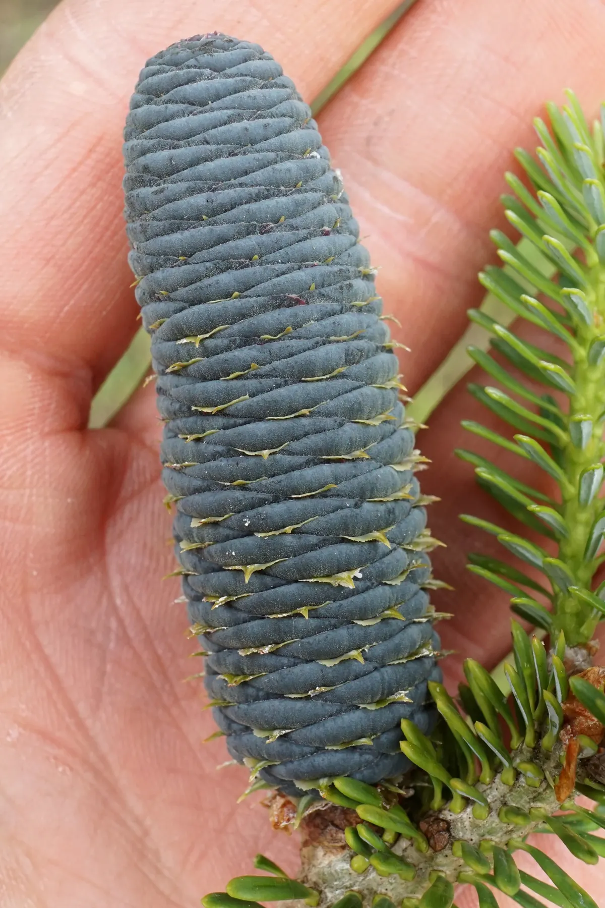 Korean Fir (Abies Koreana) — Its striking needles display a dark green top with silvery undersides; conifer / tree for full or half, image 75