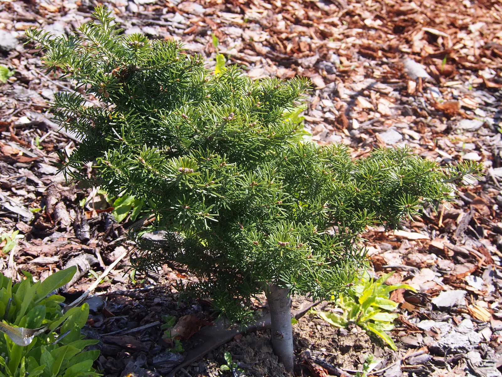 Korean Fir (Abies Koreana) — An exquisite choice for adding winter interest and texture to landscapes; its striking needles display a dark green, image 78