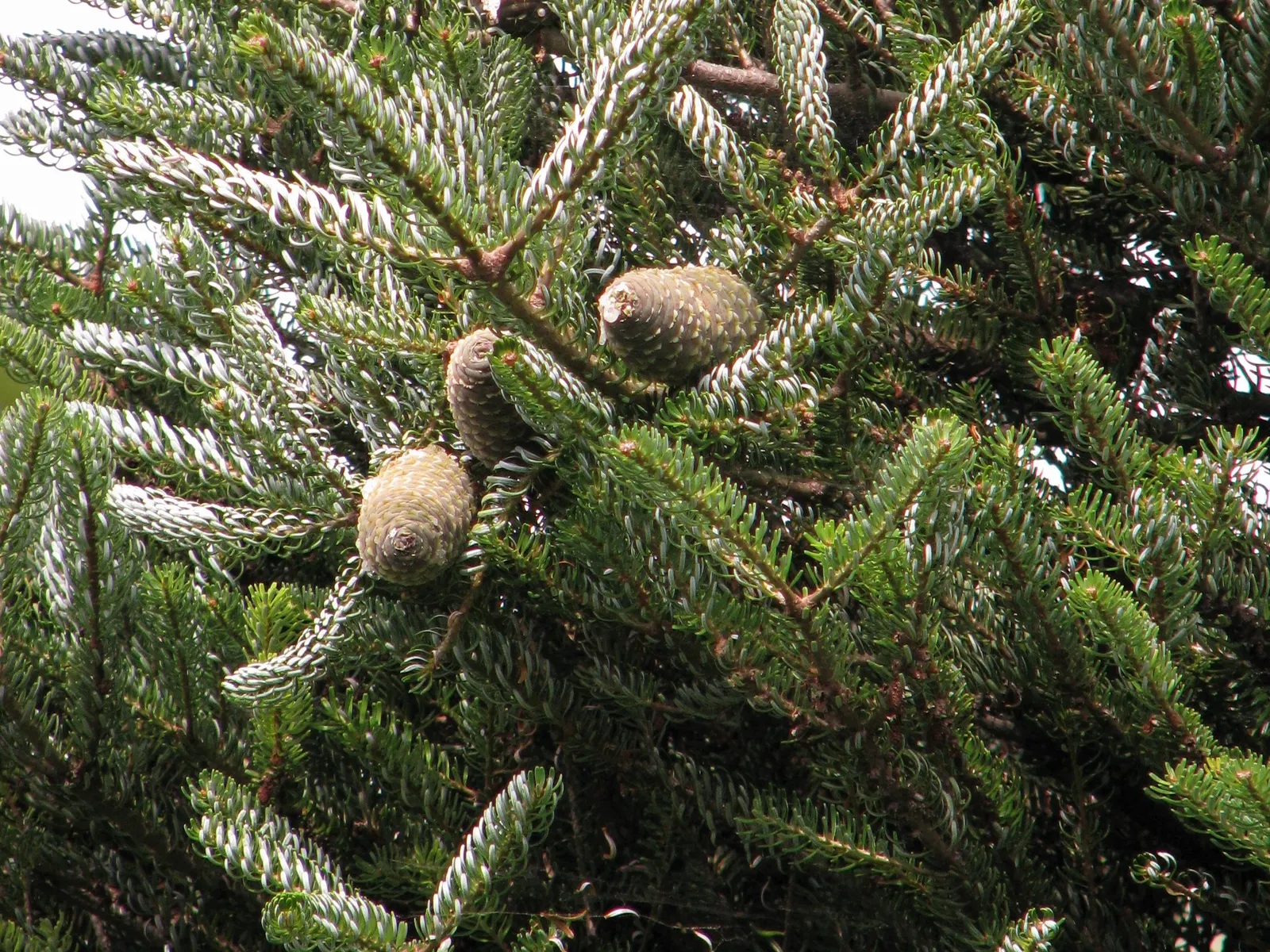 Korean Fir (Abies Koreana) — Given its slow growth rate; evergreen conifer boasting a pyramidal shape, image 70