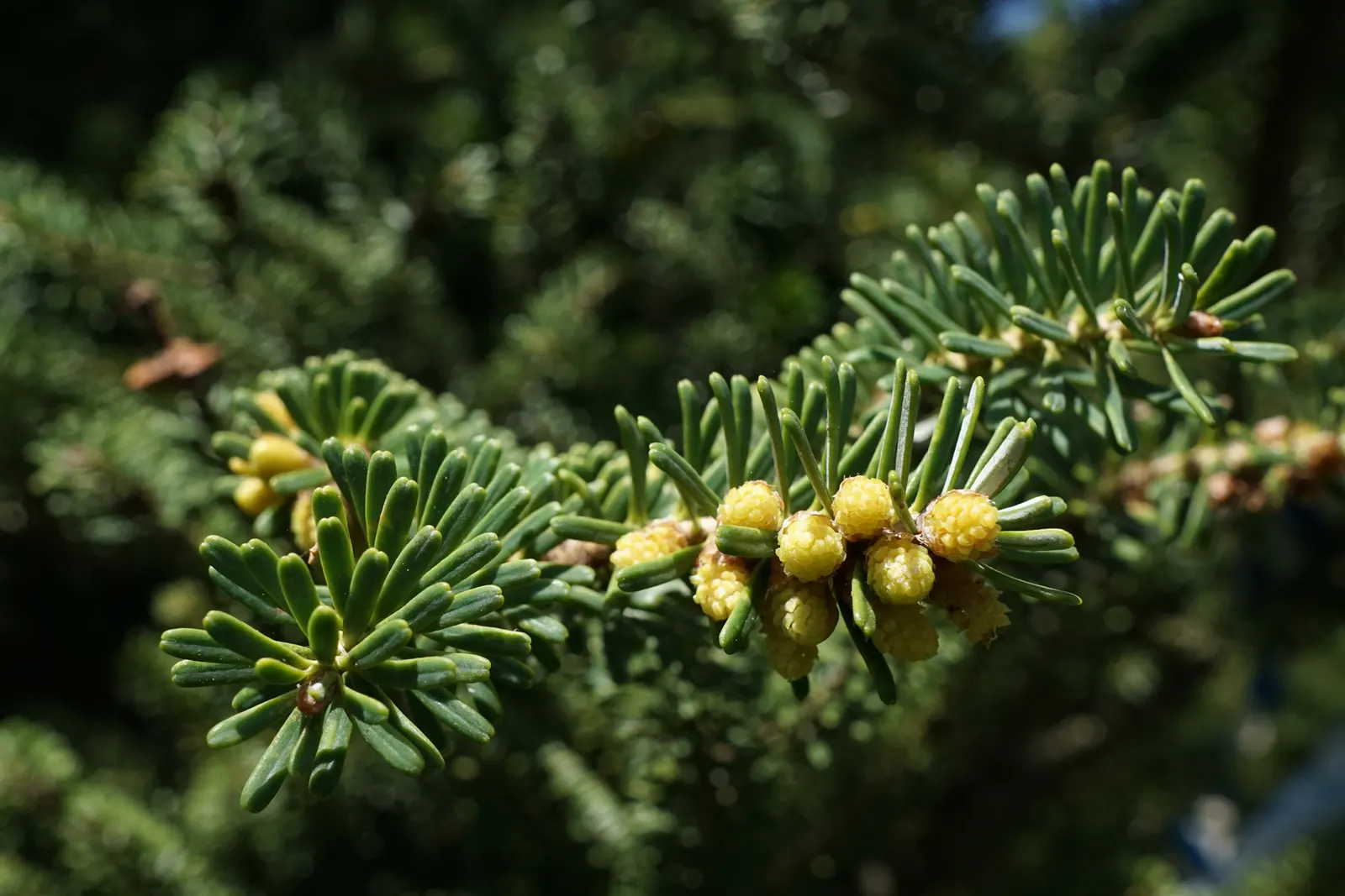 Korean Fir (Abies Koreana) — providing a delightful contrast against the dark foliage; the Korean Fir thrives in full sun to partial shade, image 46
