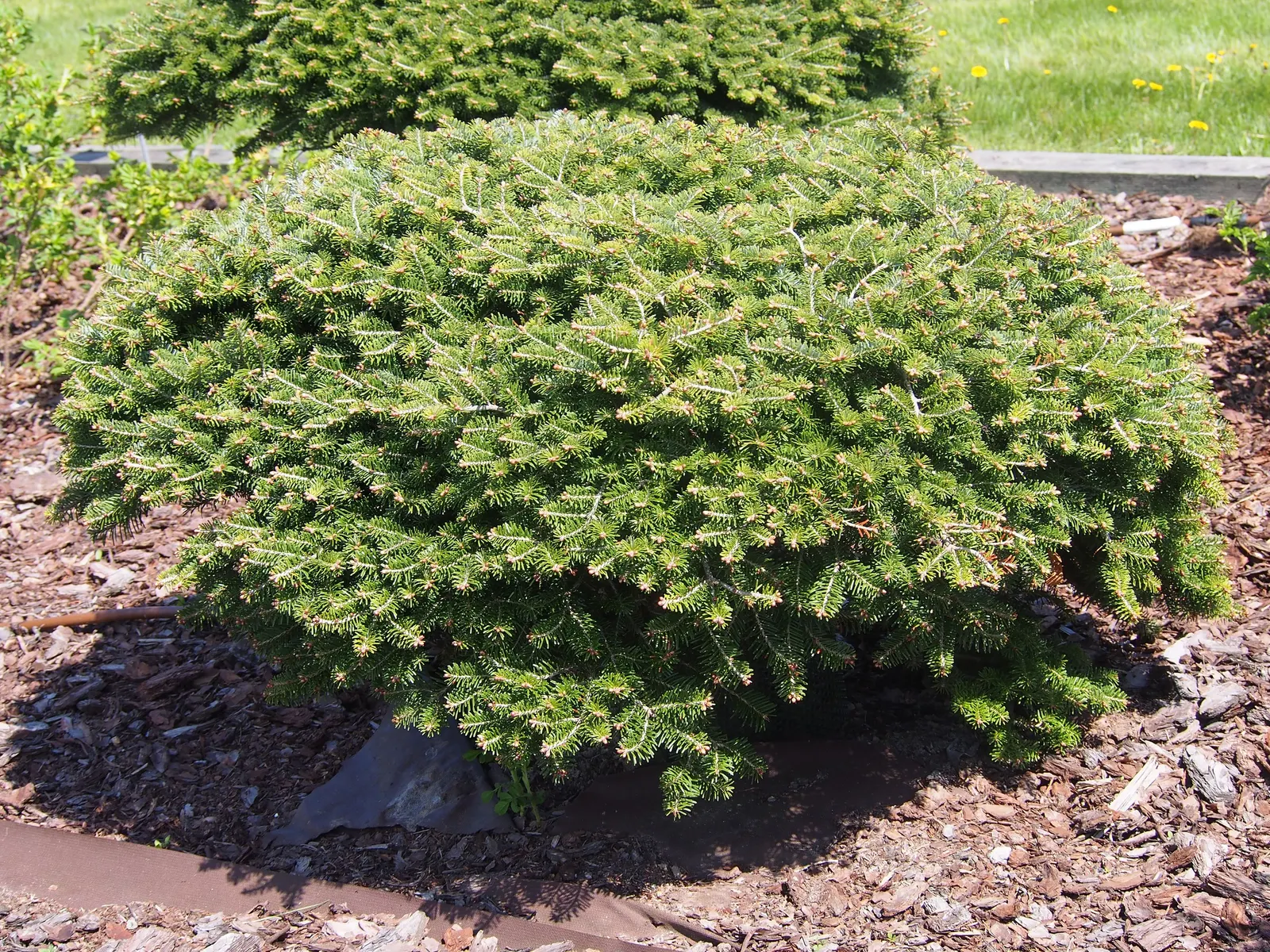 Korean Fir (Abies Koreana) — providing a delightful contrast against the dark foliage
