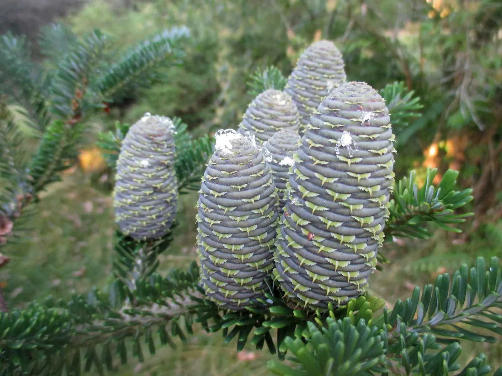 Korean Fir (Abies Koreana) — alongside vivid purple cones during the spring; commonly known as the Korean Fir, image 58