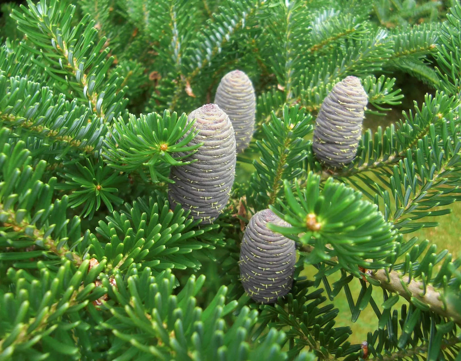 Korean Fir (Abies Koreana) — it requires minimal pruning; is a striking ornamental conifer that brings a stately presence to any landscape design, image 53