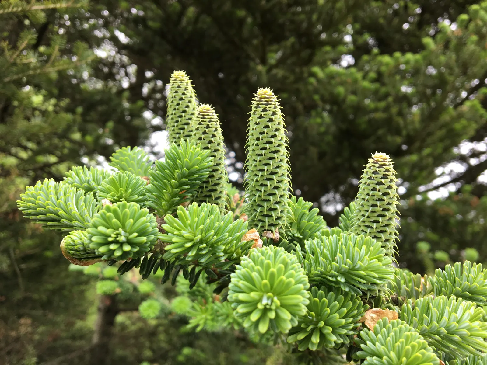 Korean Fir (Abies Koreana) — reaching up to 30 feet in height; these cones are especially eye-catching as they appear upright on the branches, image 74