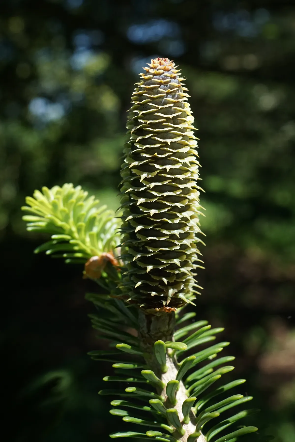 Korean Fir (Abies Koreana) — the Korean Fir thrives in full sun to partial shade; given its slow growth rate