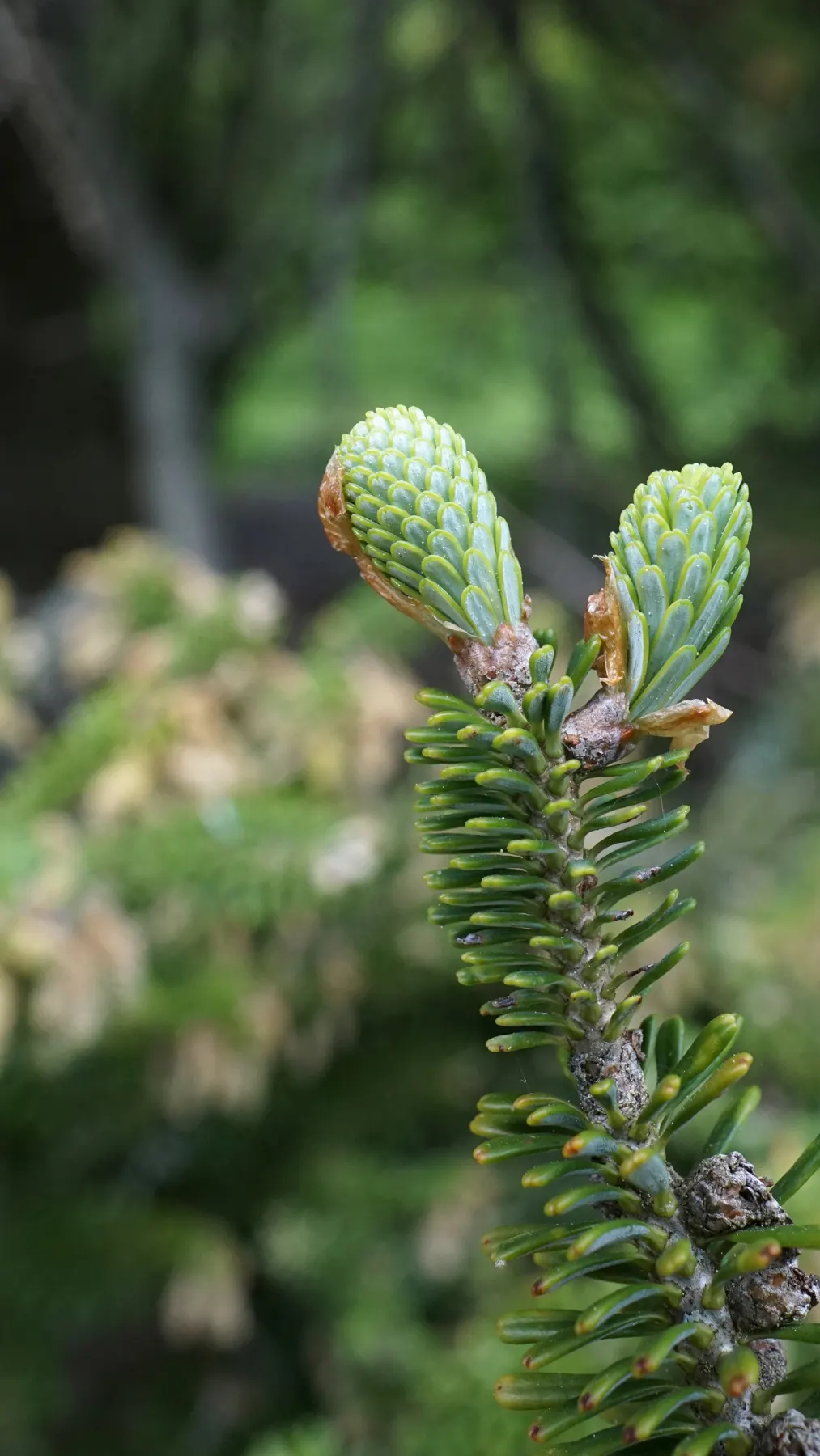 Korean Fir (Abies Koreana) — It has moderate drought tolerance once established