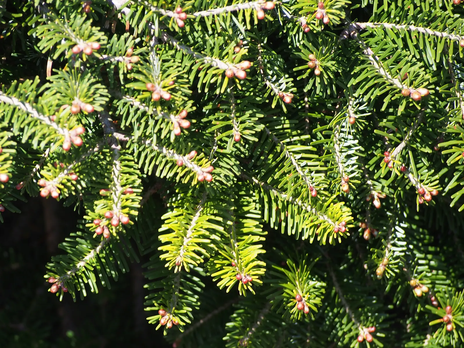 Korean Fir (Abies Koreana) — is a striking ornamental conifer that brings a stately presence to any landscape design; it requires minimal pruning, image 62