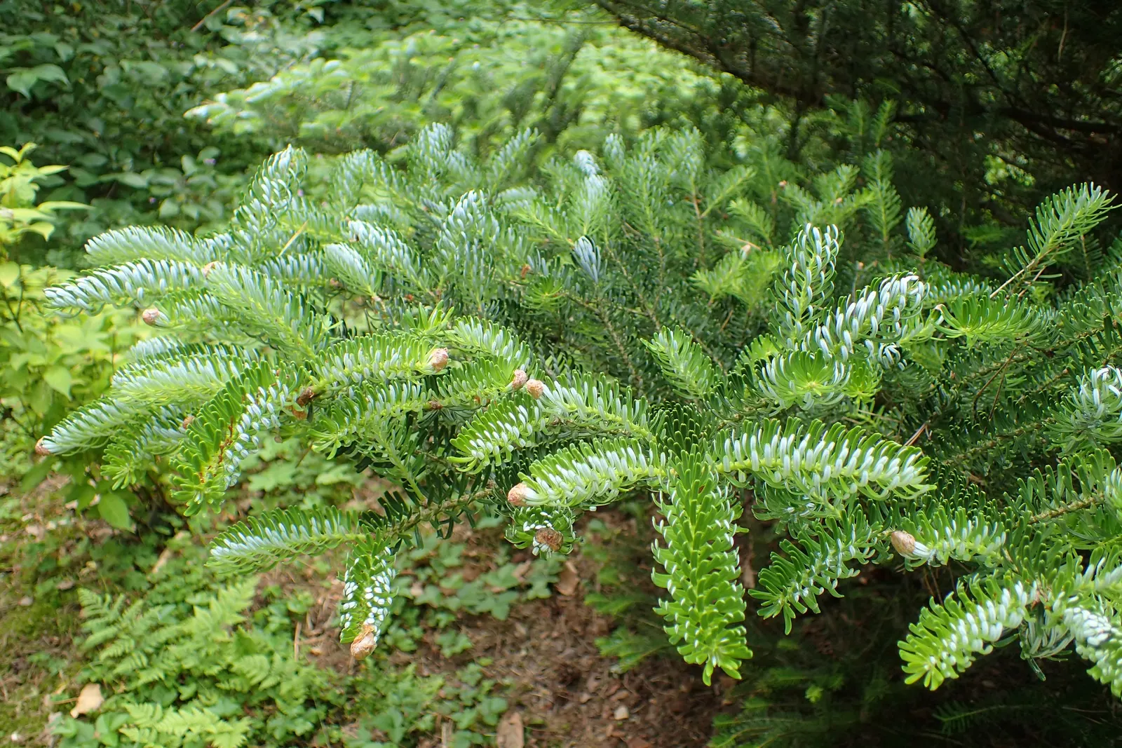 Korean Fir (Abies Koreana) — is a striking ornamental conifer that brings a stately presence to any landscape design; it requires minimal pruning